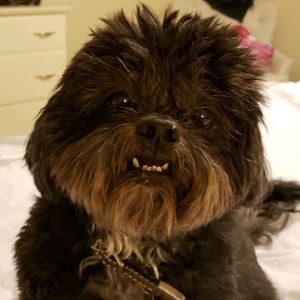 Meet your Posher, Ally